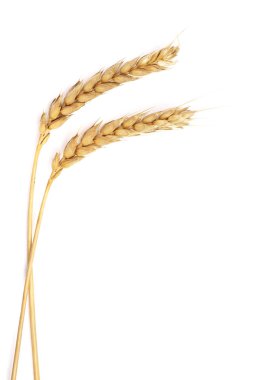 Beyaz arka planda izole edilmiş buğday başakları. Üst görünüm