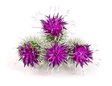 Beyaz arka plan üzerinde izole dulavratotu çiçek. Tıbbi bitki: Arctium