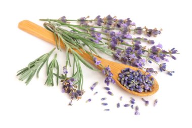 dal taze lavanta ve beyaz arka plan üzerinde izole kaşığı kurutulmuş