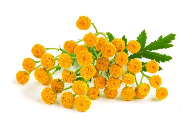 Beyaz bir arka plan üzerinde izole yaprak ile solucan otu. Tıbbi bitki