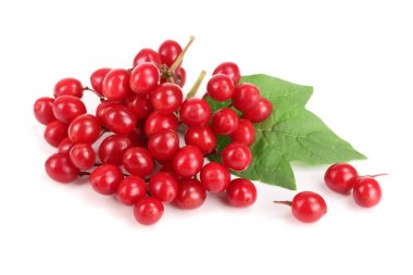 Beyaz arkaplanda yaprakları olan viburnum üzümü