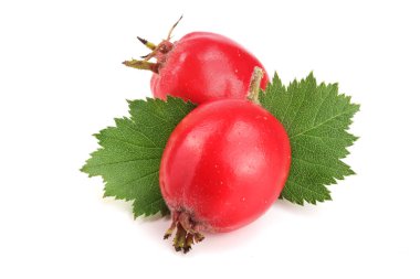 Hawthorn berry izole beyaz arka plan yakın çekim yaprak ile