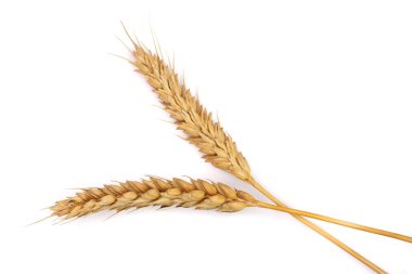 ears of wheat isolated on white background. Top view clipart