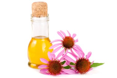 Beyaz arka plan üzerinde izole Echinacea purpurea esansiyel yağı