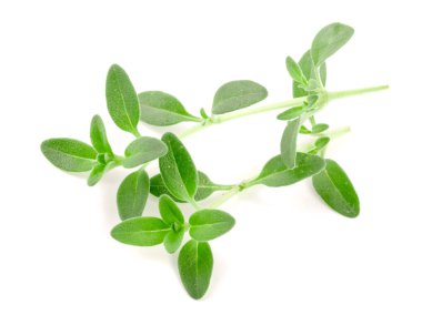 Beyaz arka plan üzerinde izole taze kekik baharat