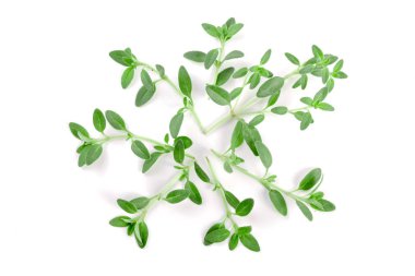 Beyaz arka plan üzerinde izole taze kekik baharat