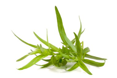 Beyaz bir arka plan üzerinde izole tarhun fışkın. Artemisia dracunculus