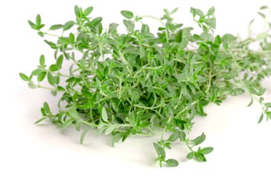 Beyaz arka plan üzerinde izole taze kekik baharat demeti