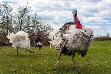Türkiye erkek veya işkembe closeup mavi gökyüzü ile yeşil çimenlerin üzerinde