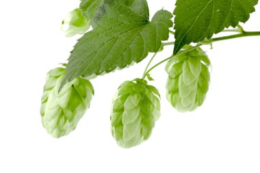 Hop külah izole beyaz arka plan yakın çekim yaprak. Üstten Görünüm