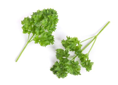 Beyaz bir arka plan üzerinde izole kıvırcık maydanoz