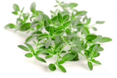 Beyaz arka plan üzerinde izole taze kekik baharat