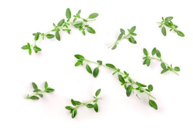 Beyaz arka plan üzerinde izole taze kekik baharat