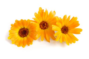 Calendula. Beyaz arka plan üzerinde izole kadife çiçeği çiçek