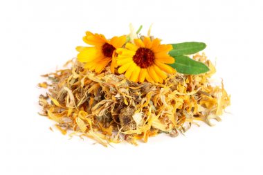 Taze ve kuru calendula çiçek beyaz arka plan üzerinde izole. Kadife çiçeği