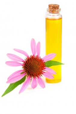 Beyaz arka plan üzerinde izole Echinacea purpurea esansiyel yağı