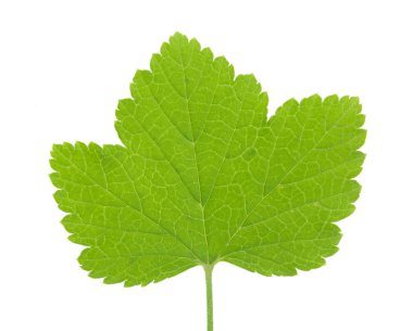 Beyaz arka plan üzerinde izole kırmızı kuş üzümü yaprağı