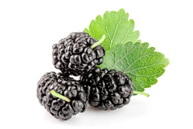 Beyaz arka planda yaprak izole edilmiş dut üzümü