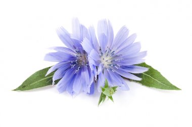 Beyaz arka plan makro'izole yaprak hindiba çiçek