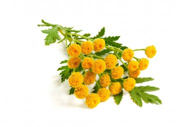 Beyaz bir arka plan üzerinde izole yaprak ile solucan otu. Tıbbi bitki