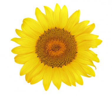 sunflower isolated on white background close-up. Top view clipart
