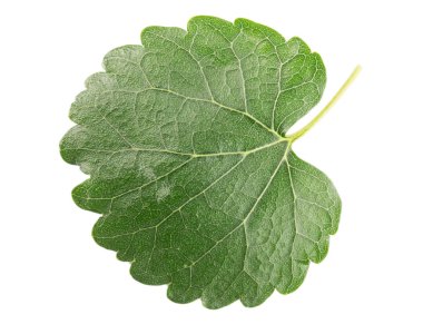 Beyaz bir arka plan üzerinde izole dut yaprağı