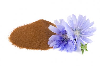 hindiba çiçek ve anlık hindiba beyaz bir arka plan üzerinde izole toz. Cichorium intybus.