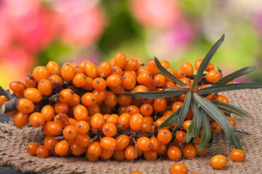 Deniz cehri şube Bahçe arka plan bulanık bir ahşap tablo