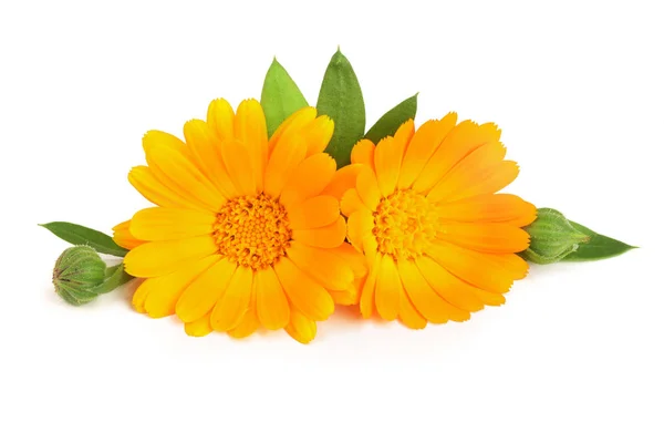 Calendula. Marigold flower with leaf isolated on white background — Stock Photo, Image