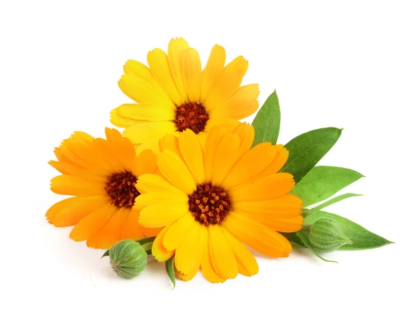 Calendula. Beyaz arkaplanda yaprağı olan kadife çiçeği