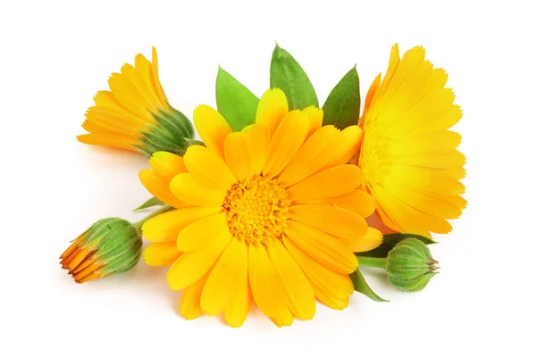 Calendula. Marigold flower with leaf isolated on white background — Stock Photo, Image