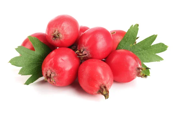 Hawthorn berry with leaf isolated on white background close-up — Stock Photo, Image