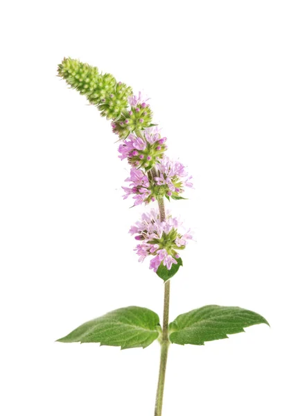 stock image fresh peppermint herb with flowers isolated on white background