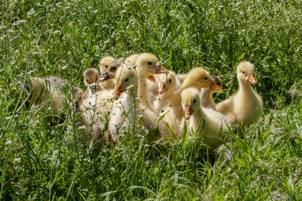 Una bandada de pequeños gansos pastando en hierba verde — Foto de Stock