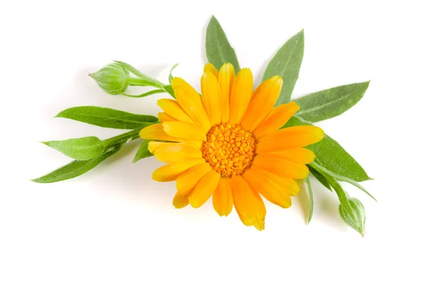 Napendula. Marigold virág levél elszigetelt fehér alapon — Stock Fotó
