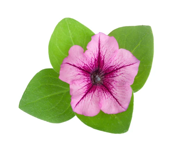흰색 배경에 고립 된 녹색 잎 피튜니아의 핑크 꽃 — 스톡 사진