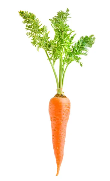 Zanahoria vegetal con hojas aisladas sobre fondo blanco —  Fotos de Stock