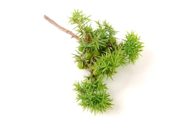 Groene juniper tak met bessen geïsoleerd op witte achtergrond — Stockfoto