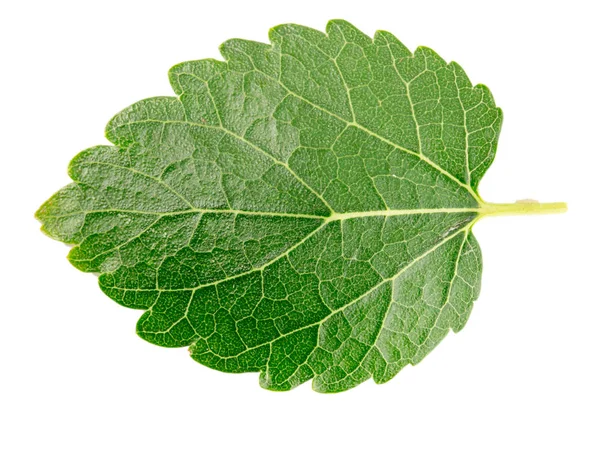 Mulberry leaf isolated on a white background — Stock Photo, Image