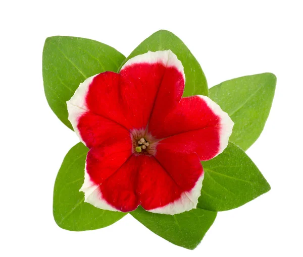 Fleur blanche rouge de pétunia avec des feuilles vertes isolées sur fond blanc — Photo