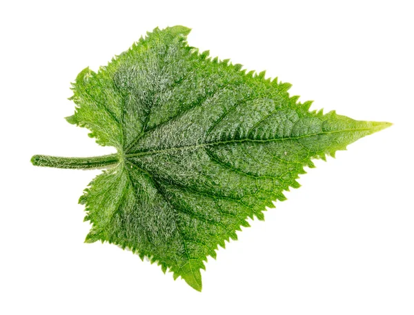 Hoja de pepino aislada sobre fondo blanco —  Fotos de Stock