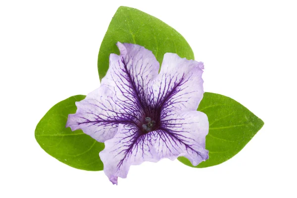 白い背景に分離した緑の葉とペチュニアの紫色の花 — ストック写真