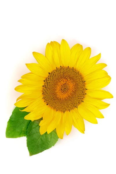 Sunflower with leaves isolated on white background close-up. Top view — Stock Photo, Image