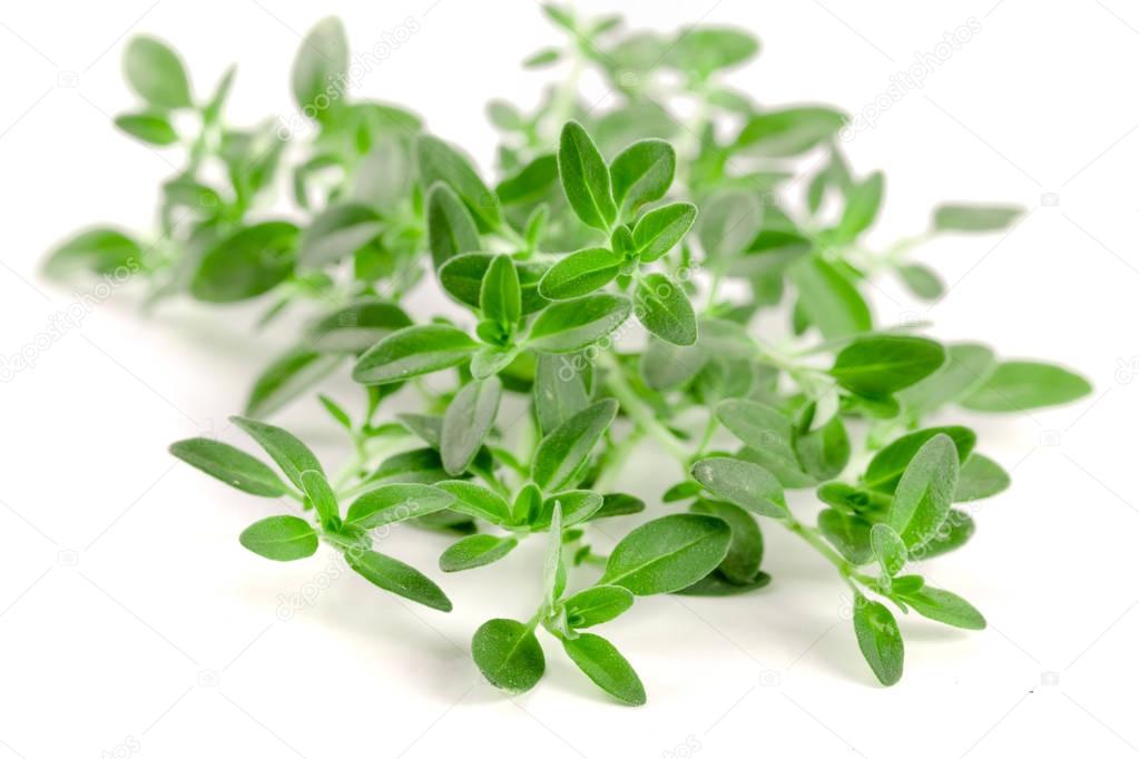 Tempero de tomilho fresco isolado no fundo branco — Stock Photo