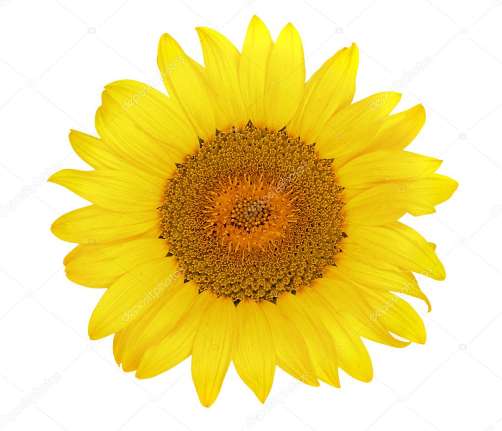 sunflower isolated on white background close-up. Top view