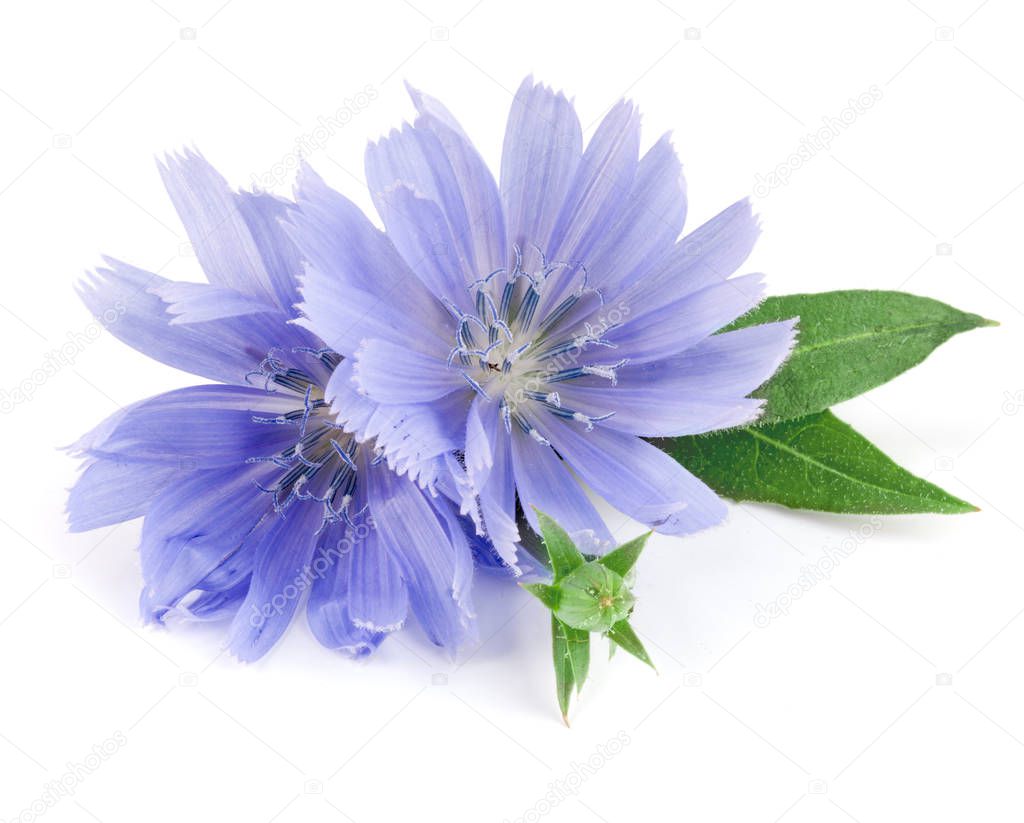 Chicory flower with leaf isolated on white background macro