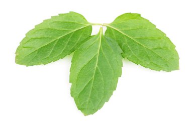 Beyaz arkaplanda izole edilmiş taze nane yaprakları