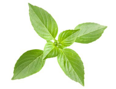 Beyaz arka plan closeup izole fesleğen bitki yaprakları