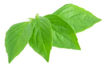 Beyaz arka plan closeup izole fesleğen bitki yaprakları