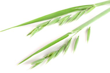 Beyaz arka plan üzerinde izole olgunlaşmamış yulaf spike